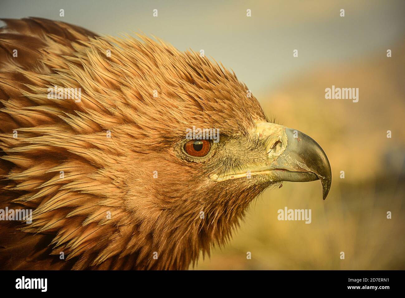 Golden Eagles Face Face High Resolution Stock Photography And Images Alamy Golden Eagles Face Face High Resolution Stock Photography And Images Alamy