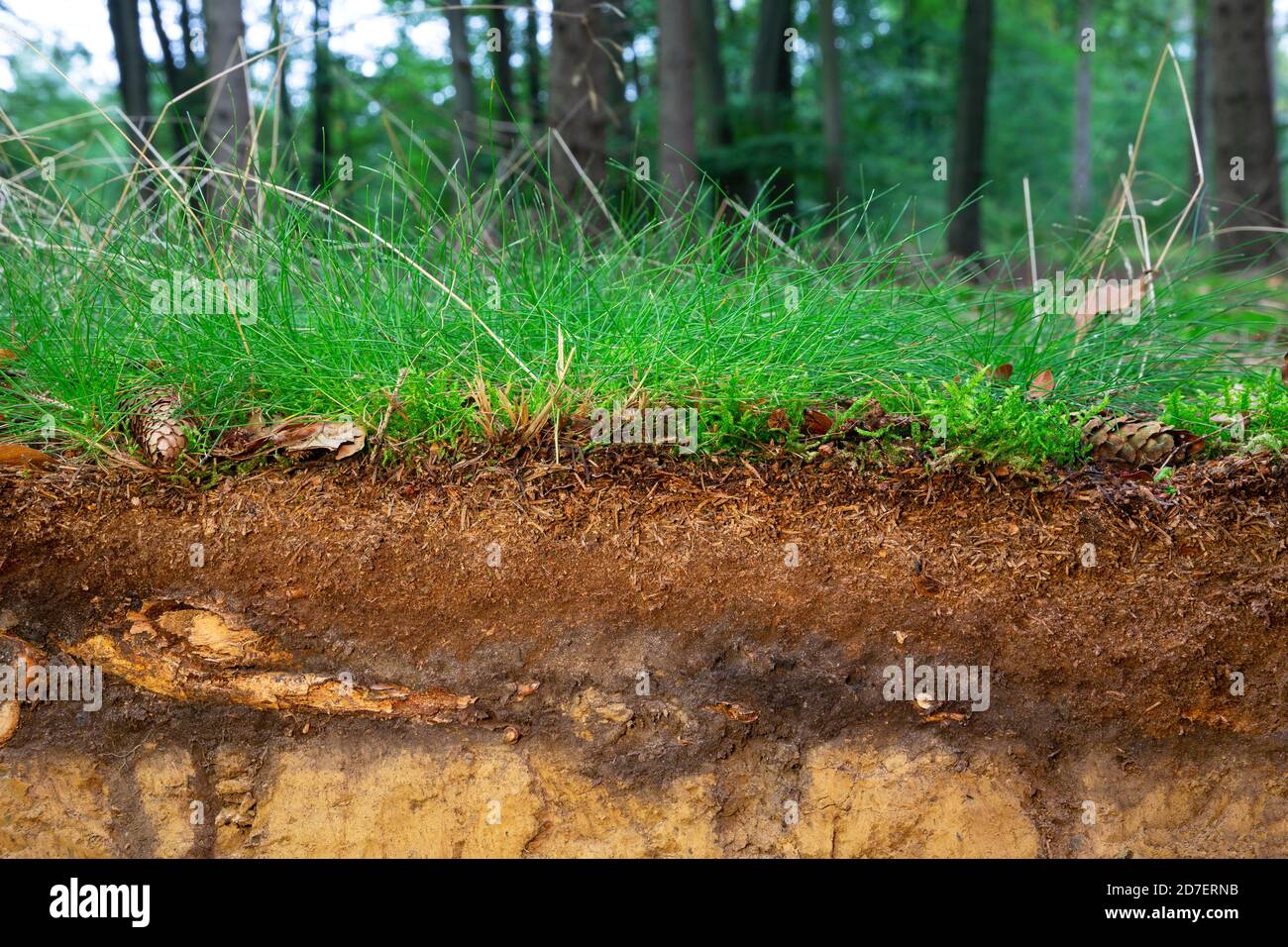 Organic layer and topsoil of a Vertisol in a spruce forest Stock Photo