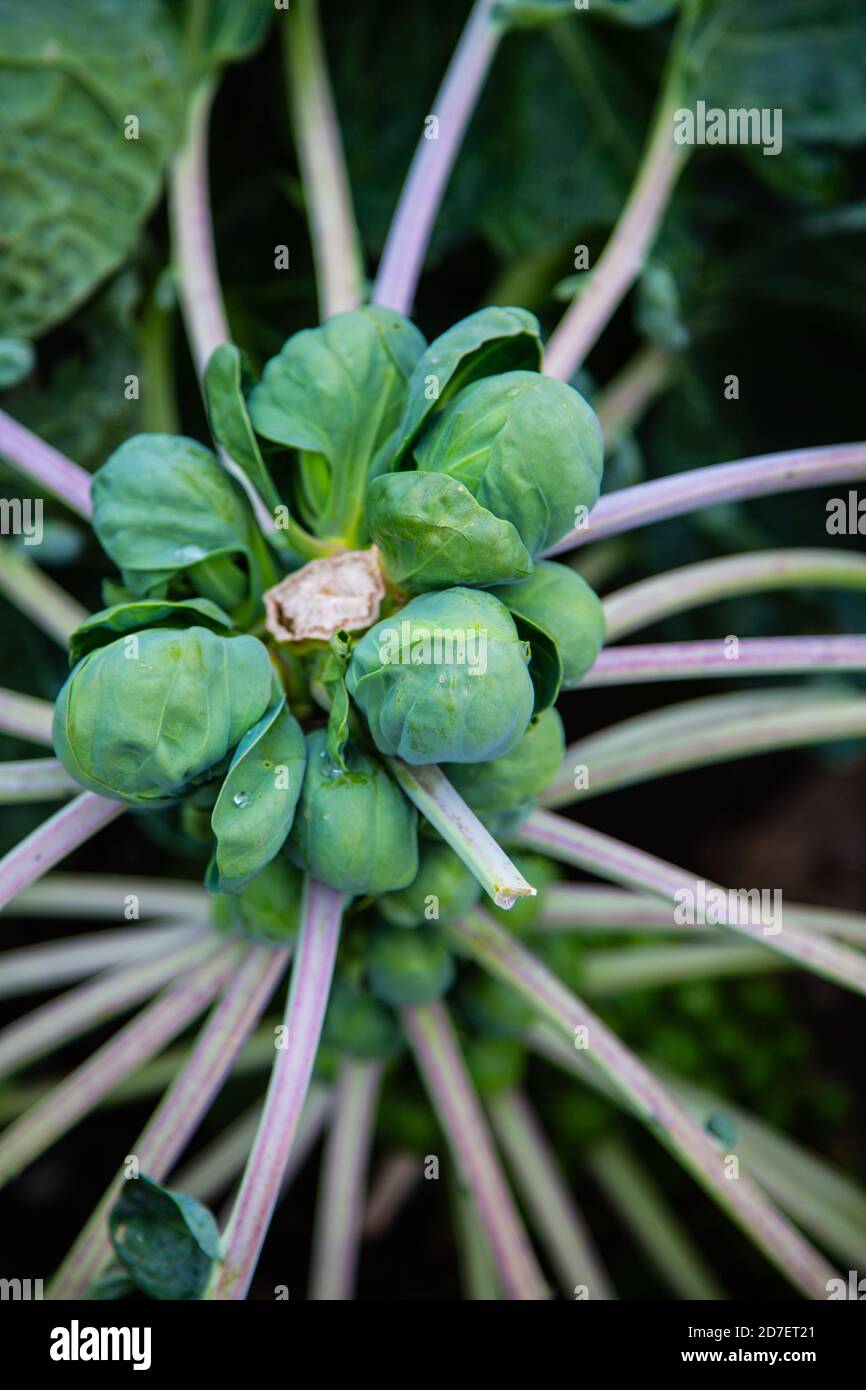 Brussels sprouts on a strand in the field Stock Photo