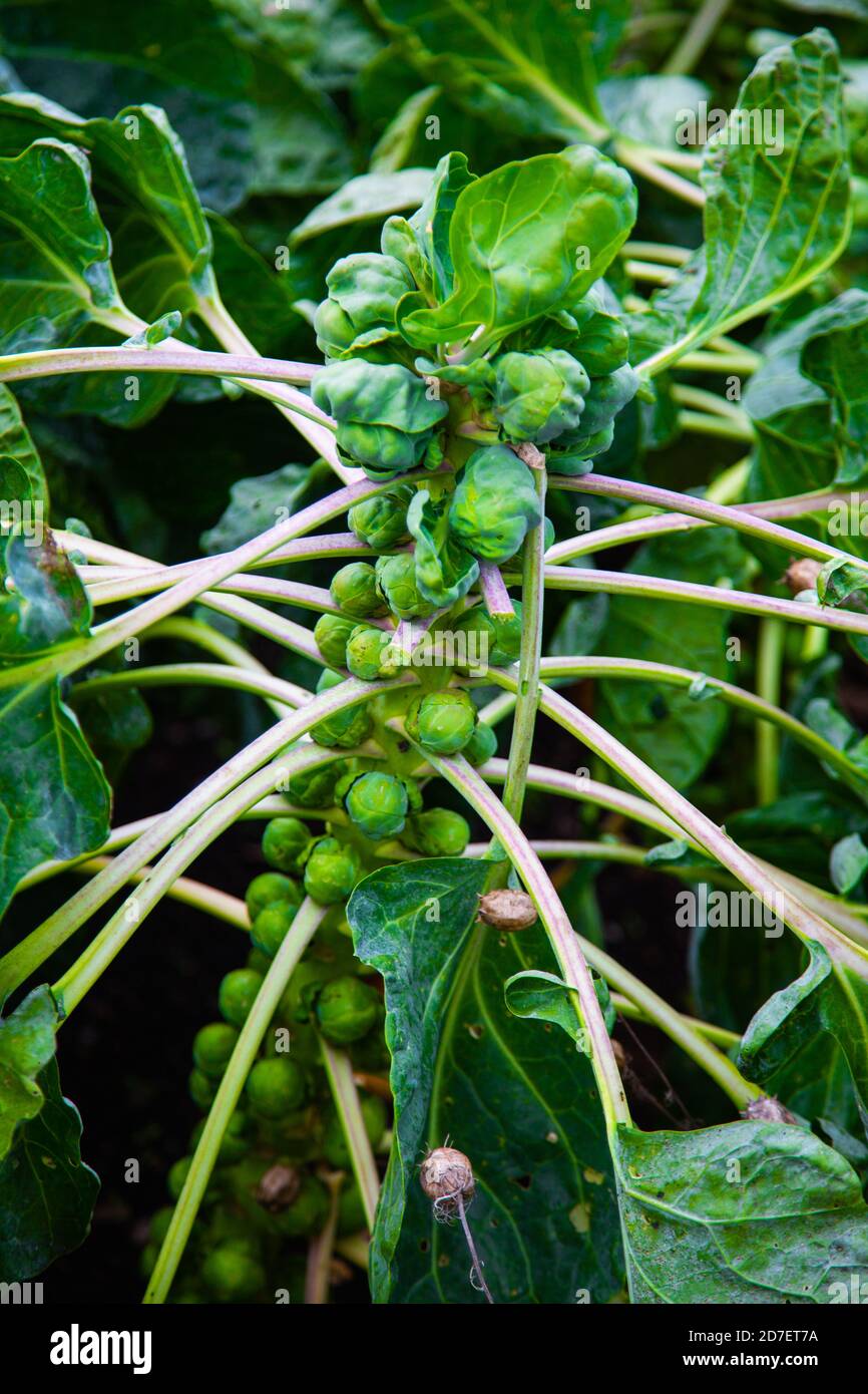 Brussels sprouts on a strand in the field Stock Photo