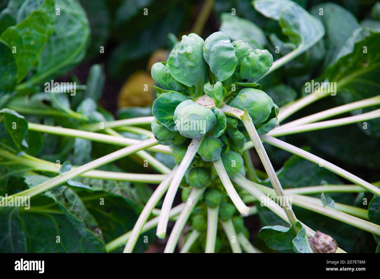 Brussels sprouts on a strand in the field Stock Photo