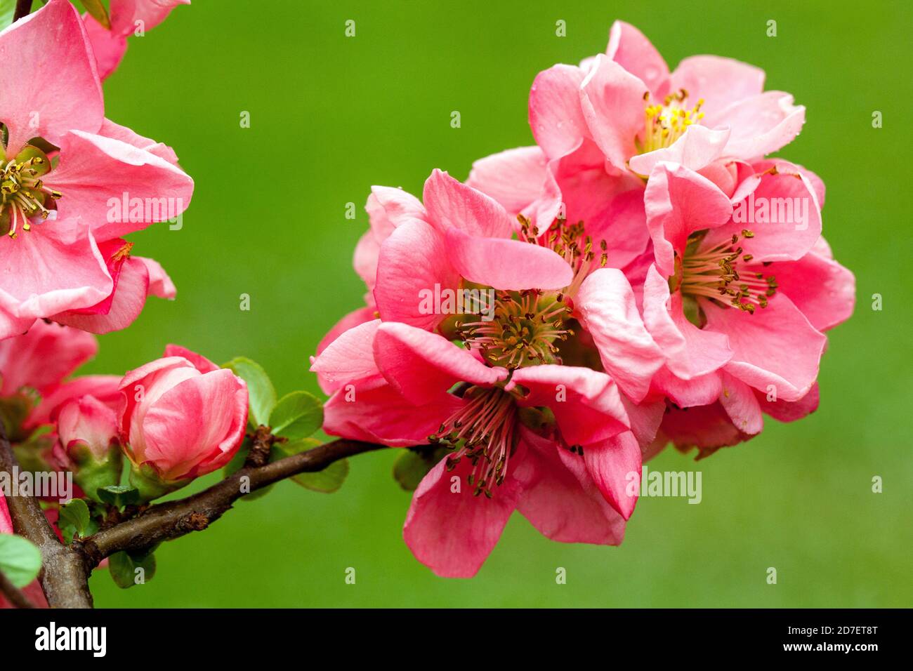 Chaenomeles Pink Lady Quince flowers Stock Photo