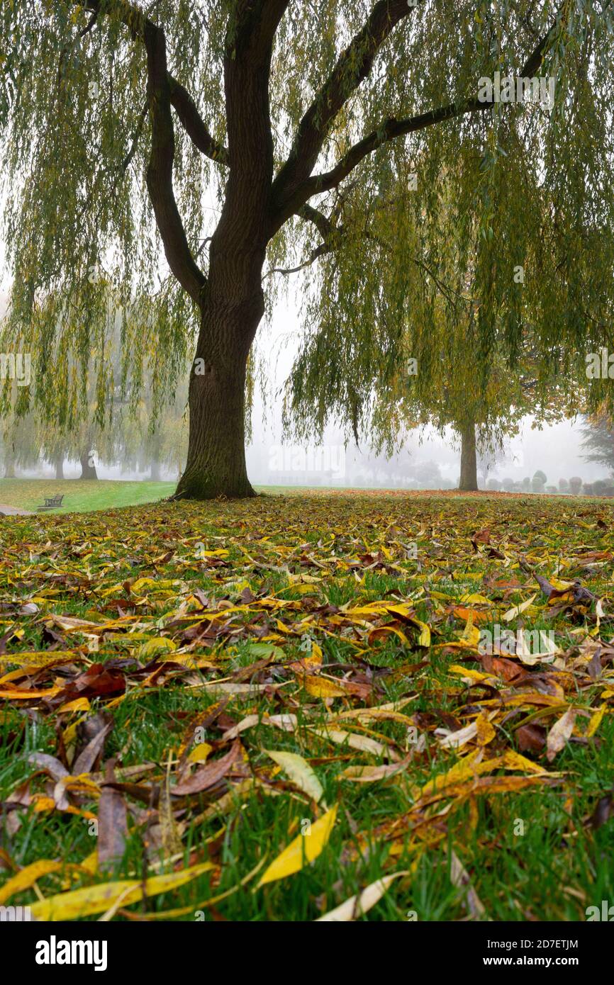 Weeping willow in autumn mist - Sander's Park, Bromsgrove Stock Photo