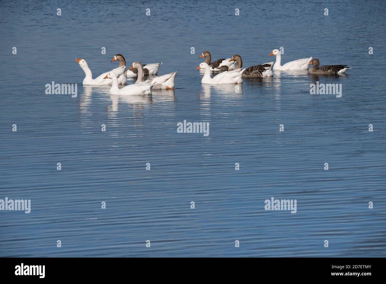 Group of white and spotted farm geese lit by the sun and reflected in the water. Space for text on the water Stock Photo