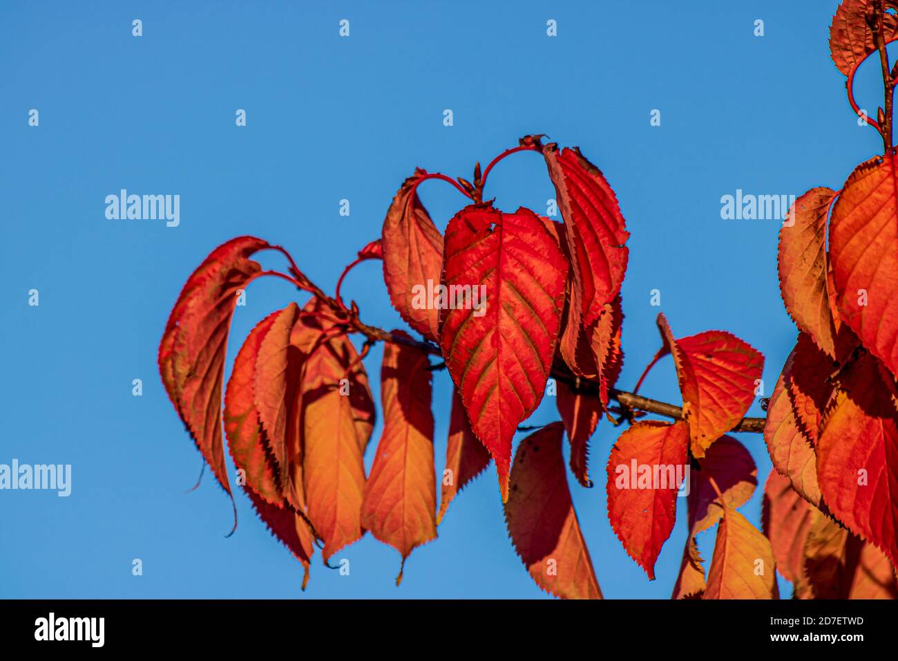 Colorful autumn leaves on a sunny day in an English park Stock Photo ...