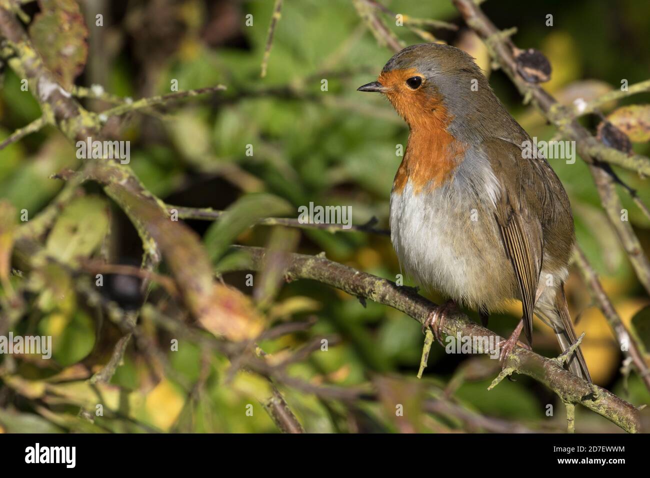 European Robin feeding Stock Photo - Alamy