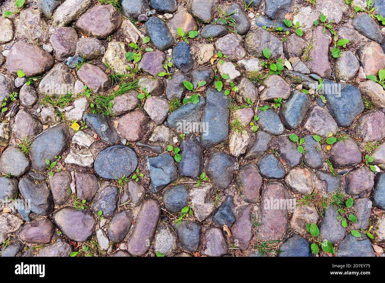 Old rural road paved with stones and small green plants Stock Photo