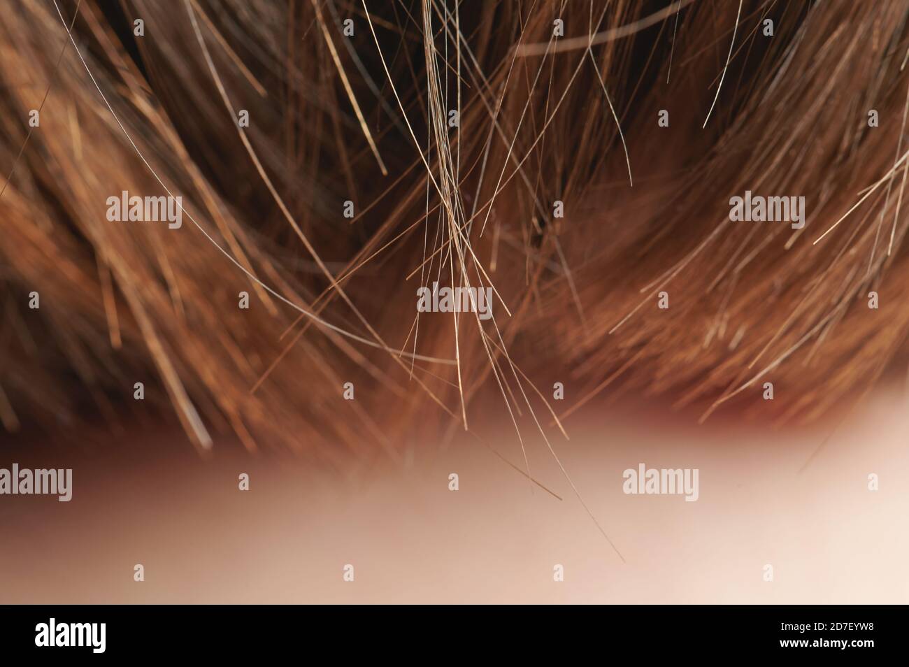 Tiny brown hair ends macro close up view. Haircut theme Stock Photo