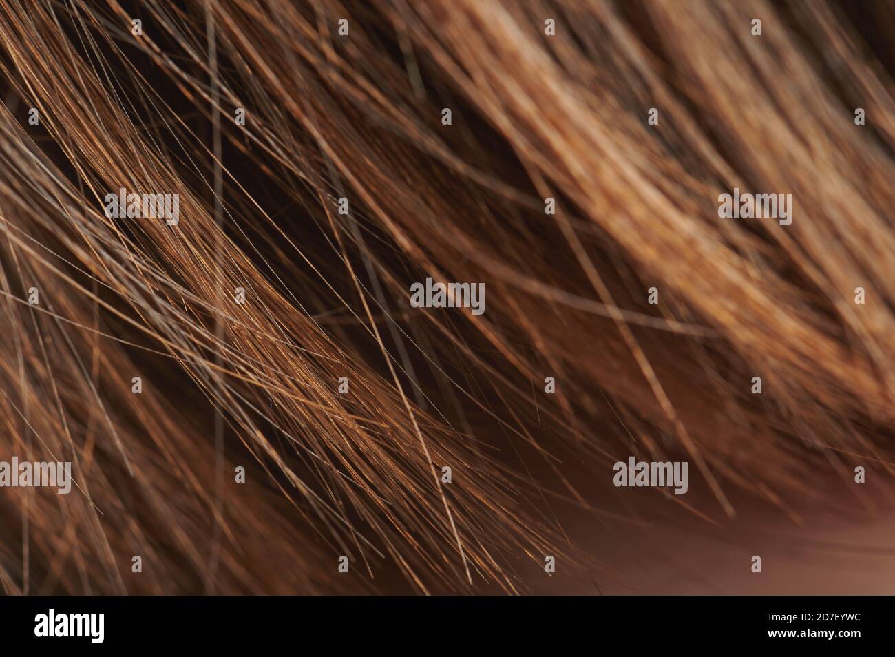 Brown orange color hair macro view. Ends of heathy hair Stock Photo