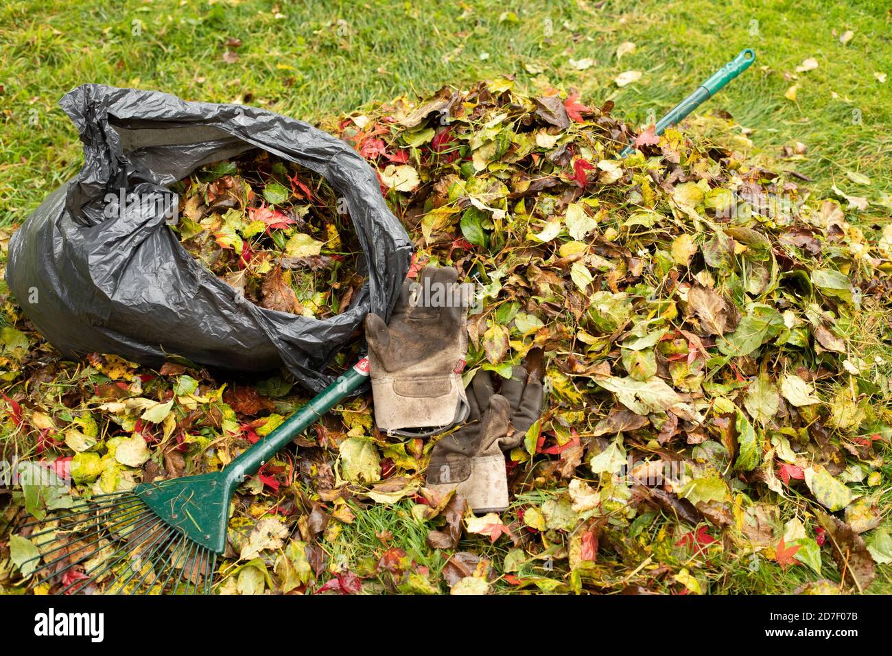 A pile of fallen leaves being transferred into a black plastic bag to turn into leaf mould. Stock Photo
