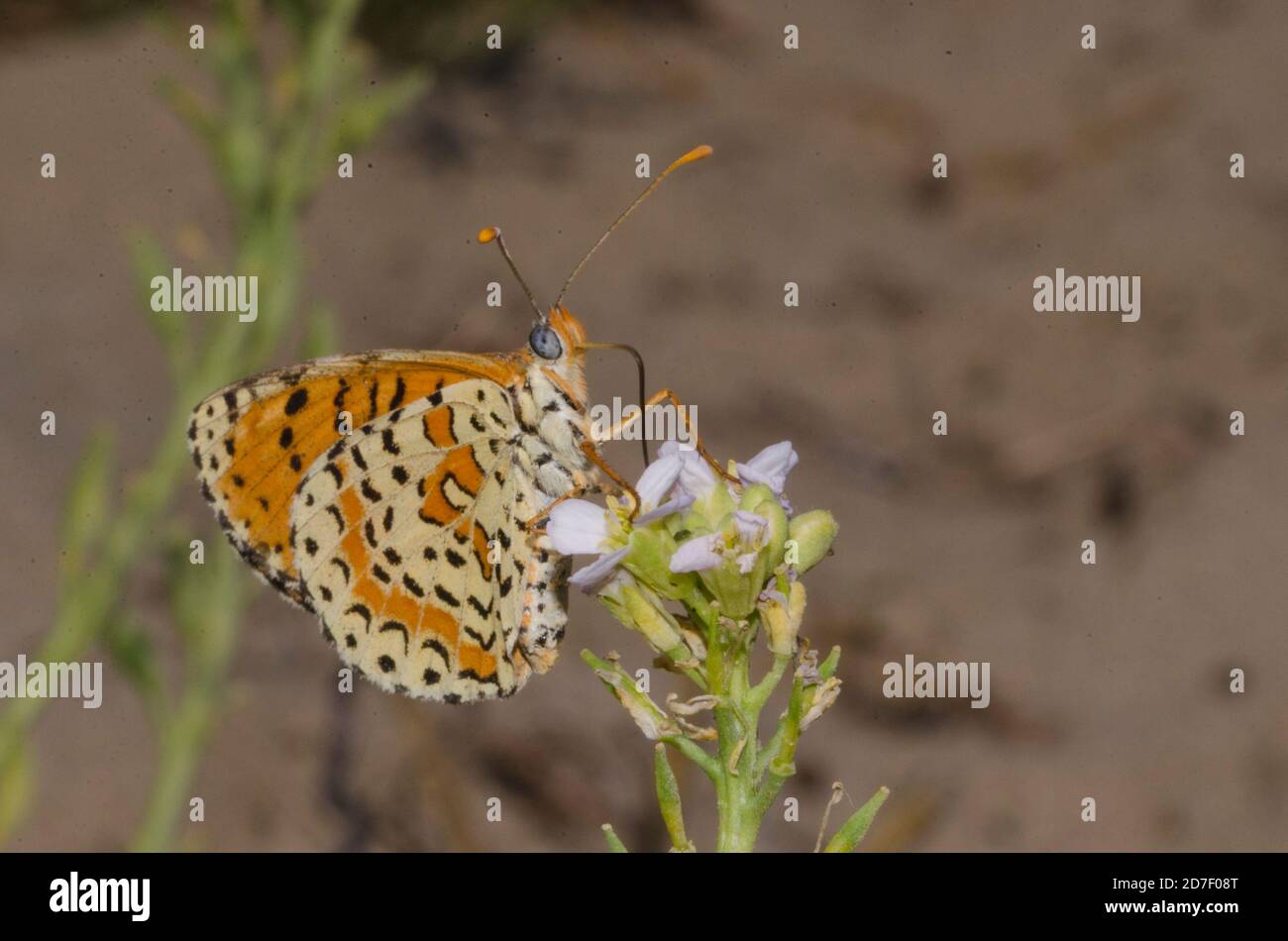 Close up of butterfly Melitaea didyma on flower Stock Photo