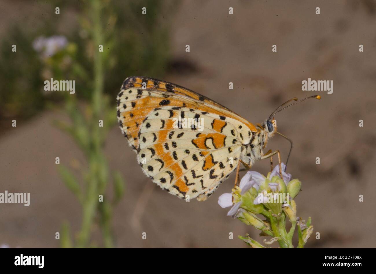 Close up of butterfly Melitaea didyma on flower Stock Photo