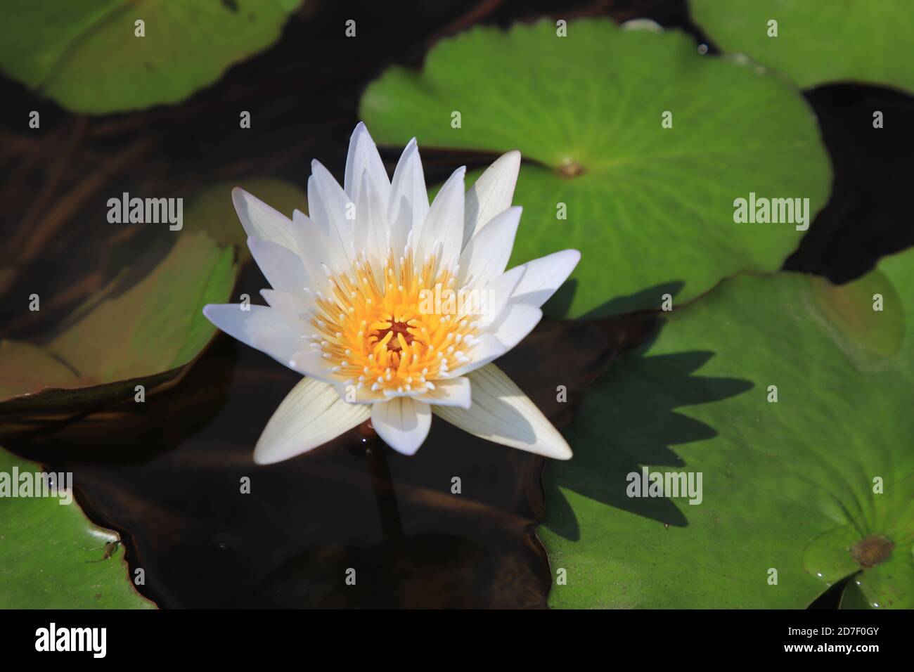 White water lily with yellow stamens in the swamp. With a blur background of lotus leaves On a sunny day. Selective focus. Stock Photo