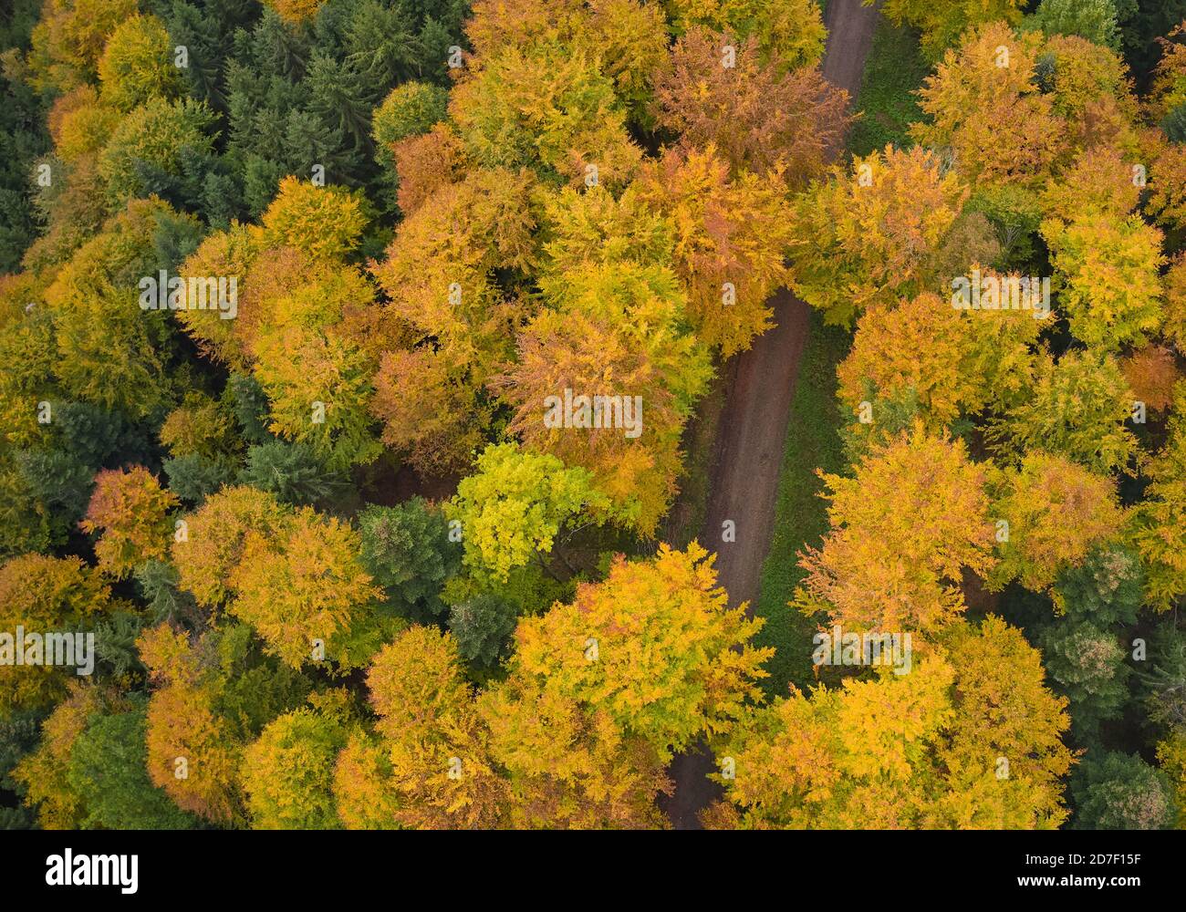 Deciduous forest in autumn with colored leaves  in Marktoberdorf, Bavaria, Germany, October 21, 2020.  © Peter Schatz / Alamy Live News Stock Photo