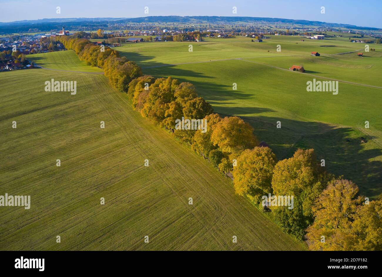 Famous Kurfuersten Allee , Avenue of lime trees, very old lime trees in autumn with colored leaves  in Marktoberdorf, Bavaria, Germany, October 21, 2020.  © Peter Schatz / Alamy Live News Stock Photo