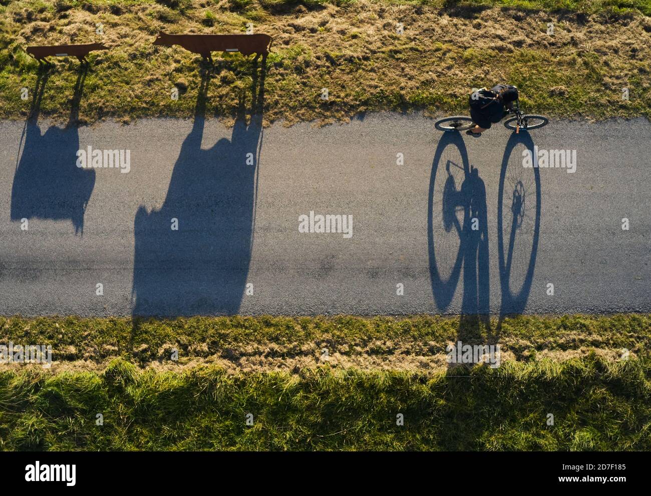 Shadow of cow statues and a cyclist passing  in Rieder near Marktoberdorf, Bavaria, Germany, October 21, 2020.  © Peter Schatz / Alamy Live News Stock Photo