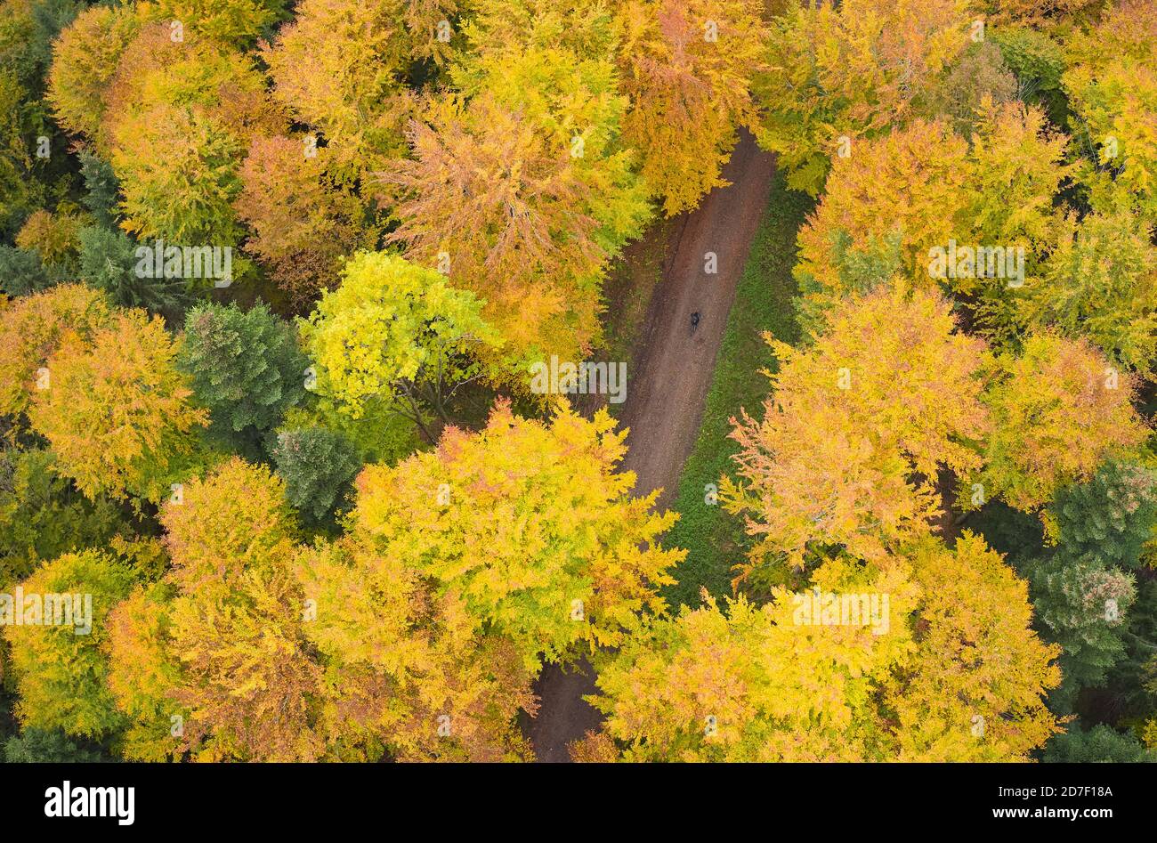 Cyclist passes a deciduous forest in autumn with colored leaves  in Marktoberdorf, Bavaria, Germany, October 21, 2020.  © Peter Schatz / Alamy Live News Stock Photo