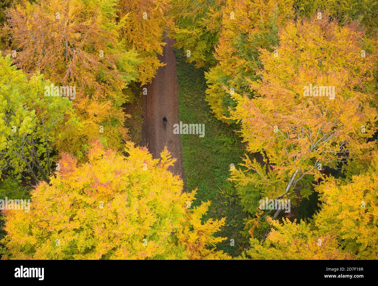Cyclist passes a deciduous forest in autumn with colored leaves  in Marktoberdorf, Bavaria, Germany, October 21, 2020.  © Peter Schatz / Alamy Live News Stock Photo