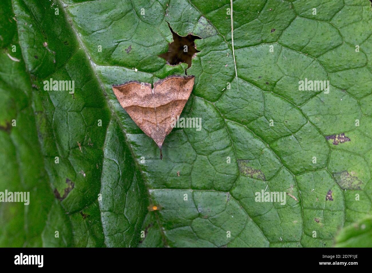 Snout moths hi-res stock photography and images - Alamy