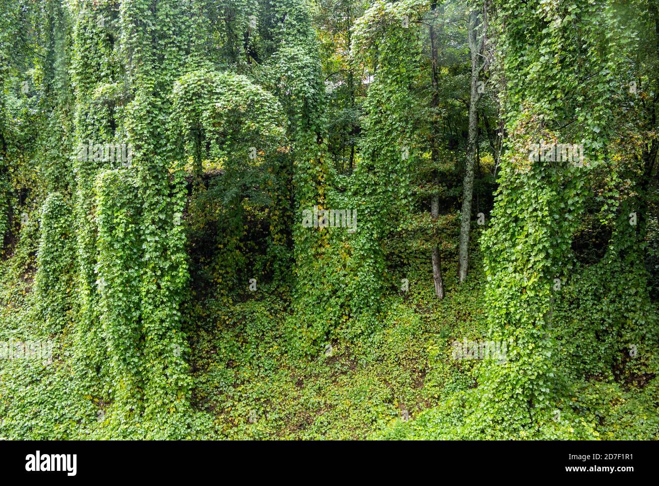 Kudzu vines, Pueraria montana, covering trees and a hillside in North