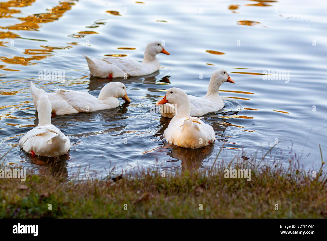 A flock of snowy white domestic duck breed known as American Pekin or white pekin swimming in a pond at sunset. They are farmed for meat and egg produ Stock Photo