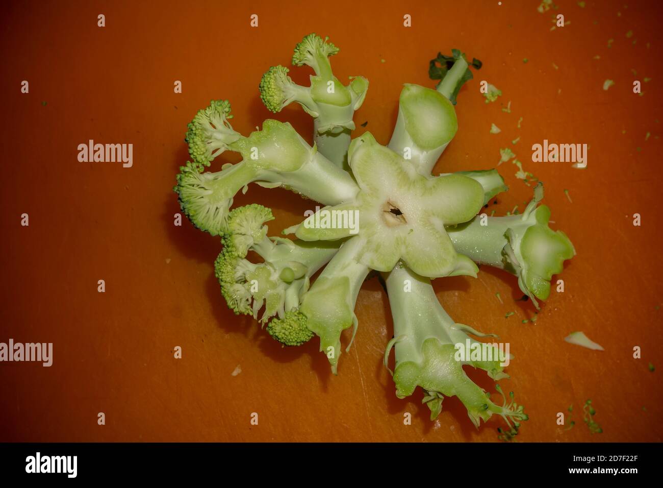 The end of a trimmed broccoli crown  in New York on Sunday, October 18, 2020. (© Richard B. Levine) Stock Photo