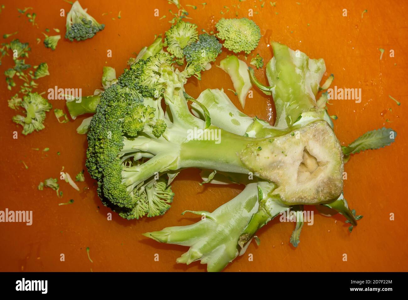 The end of a trimmed broccoli crown  in New York on Monday, October 19, 2020. (© Richard B. Levine) Stock Photo