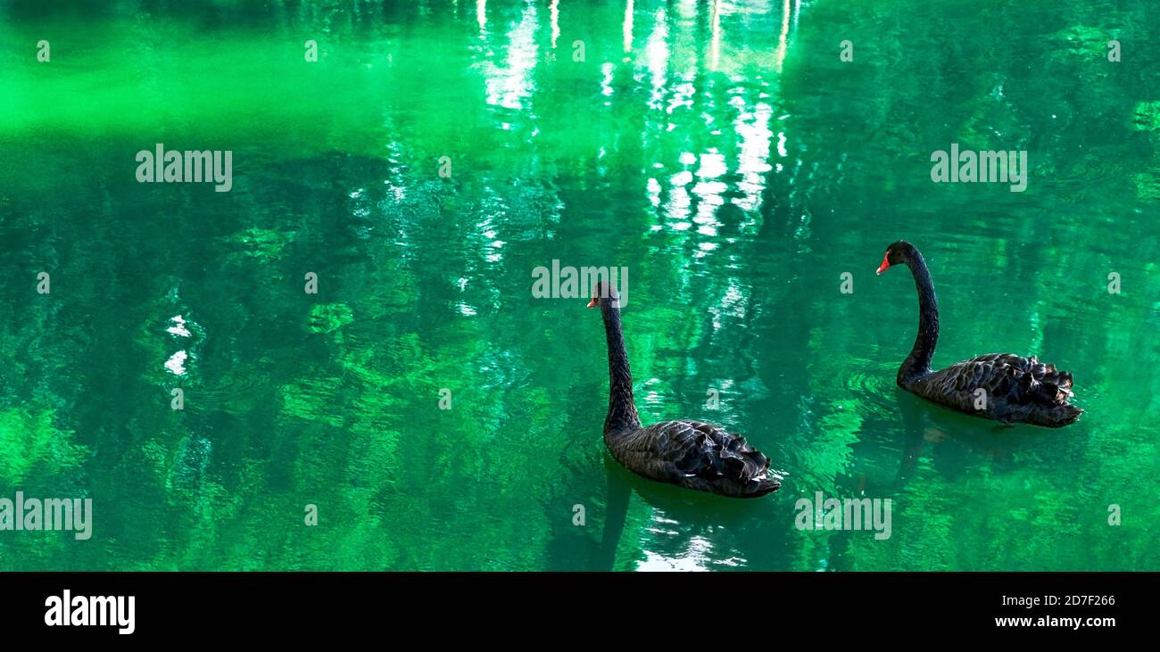 Two black swan in a pond with green water. Big birds, Cygnus atratus. Couple, love, romance and fidelity concept Stock Photo