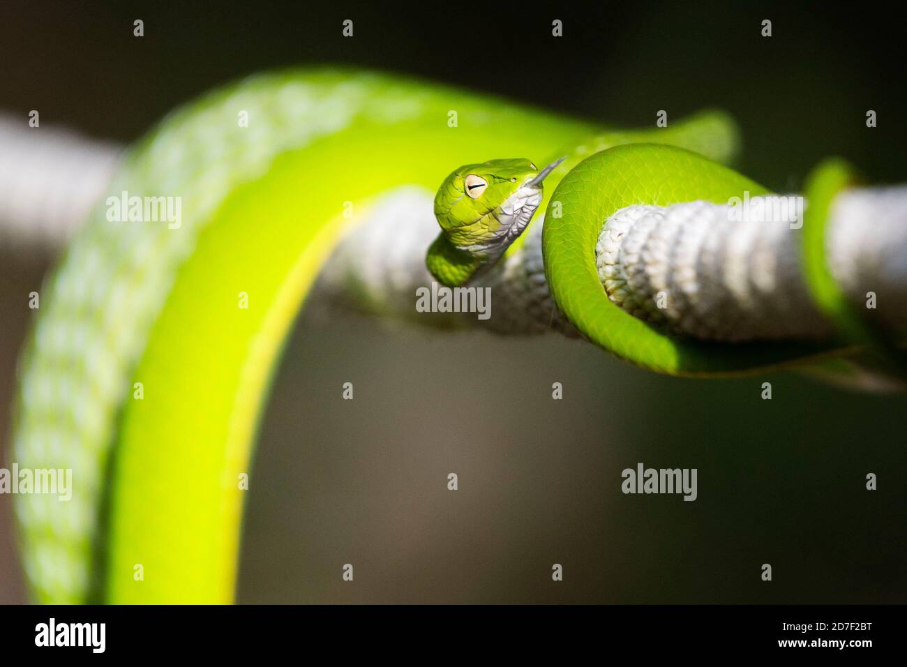 Singapore. 22nd Oct, 2020. An oriental whip snake is seen at Singapore's Old Upper Thomson Road on Oct. 22, 2020. Credit: Then Chih Wey/Xinhua/Alamy Live News Stock Photo
