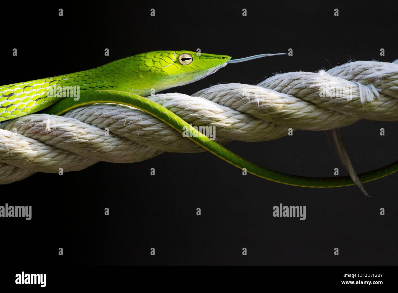 Singapore. 22nd Oct, 2020. An oriental whip snake is seen at Singapore's Old Upper Thomson Road on Oct. 22, 2020. Credit: Then Chih Wey/Xinhua/Alamy Live News Stock Photo