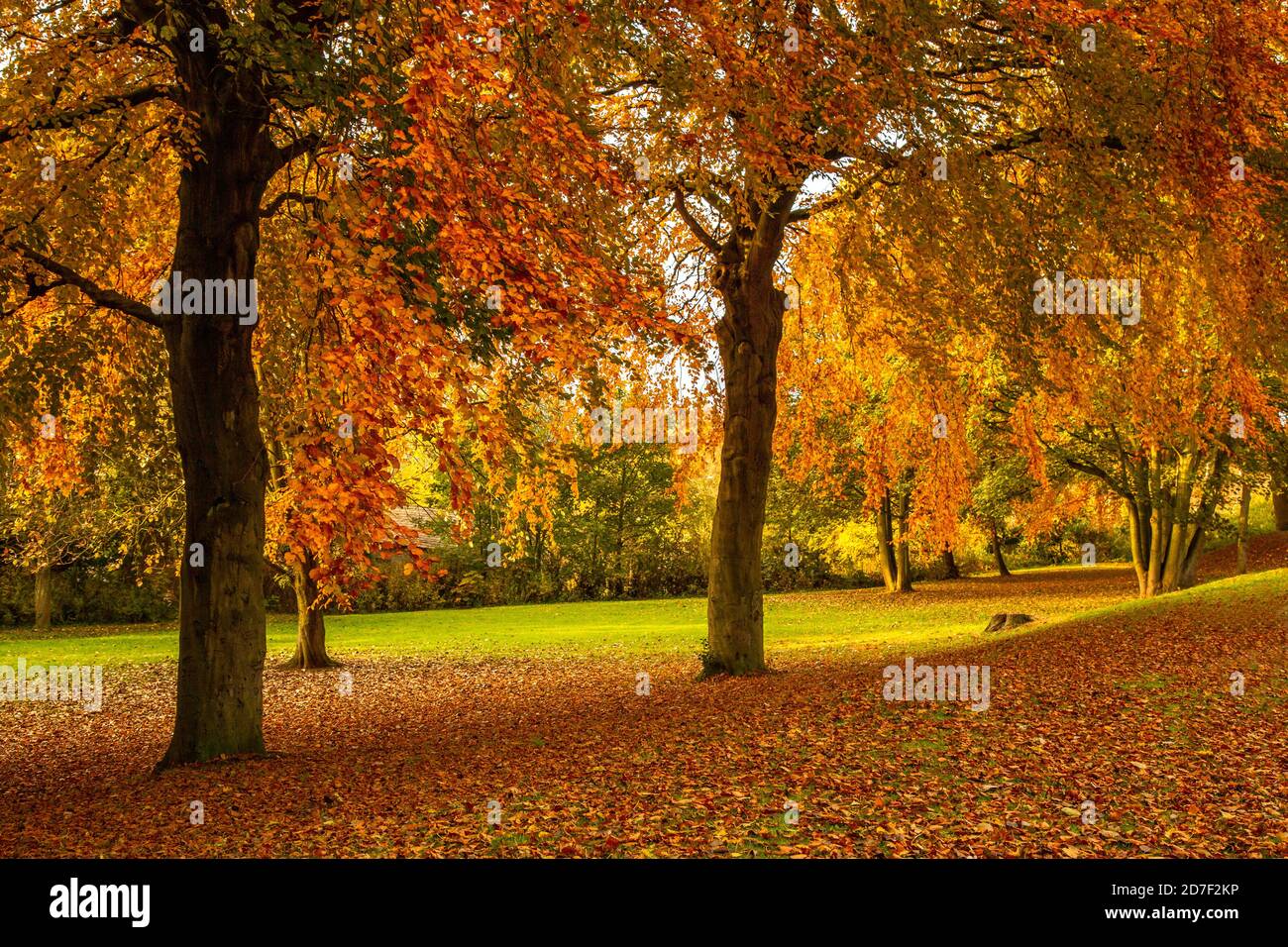 Mixed  trees in autumn colour in Baildon, Yorkshire, England. Stock Photo