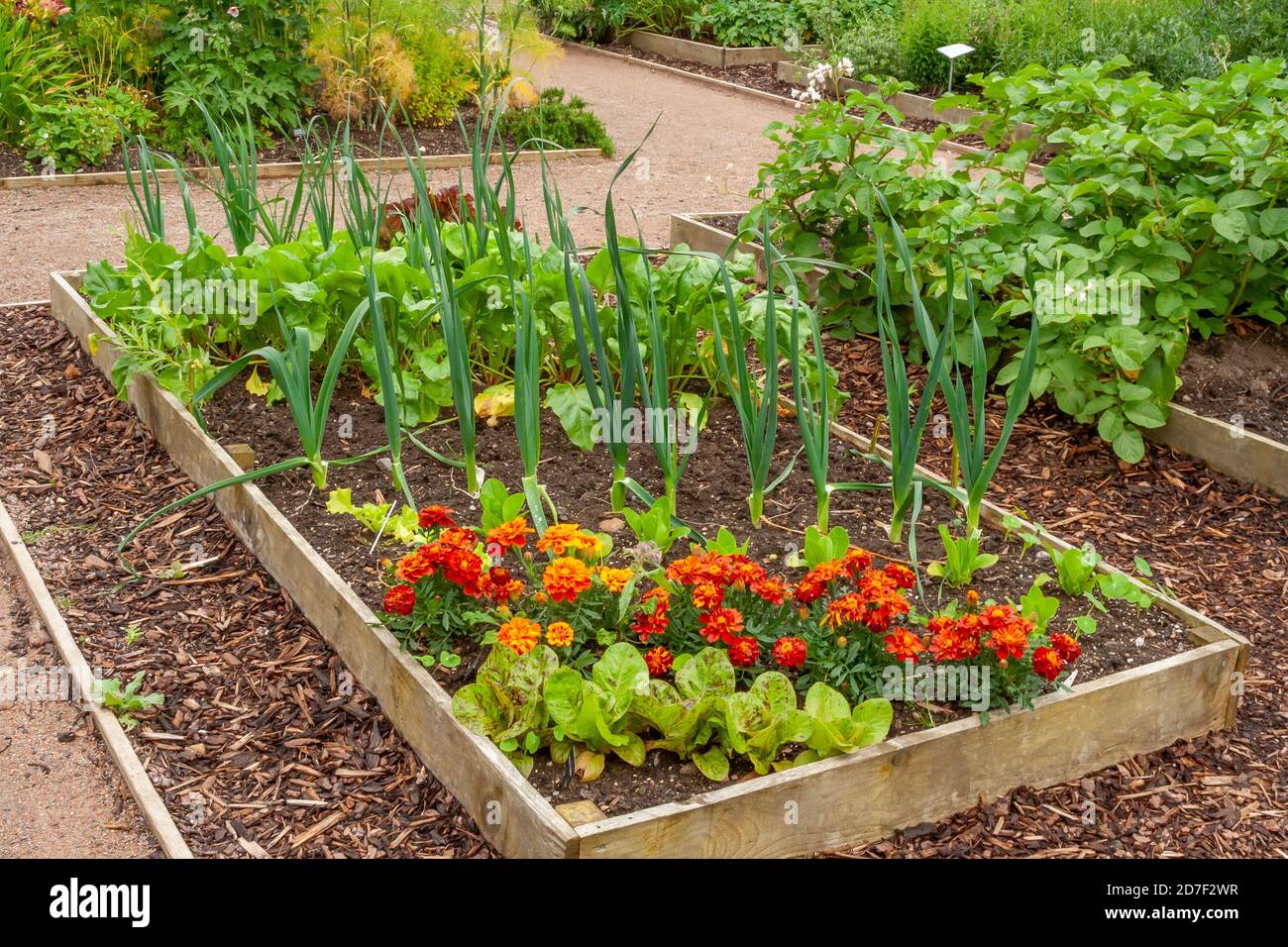 Wooden raised beds with pathways hires stock photography and images