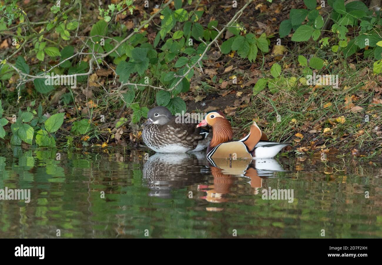 A male and female mandarin duck (UK Stock Photo - Alamy