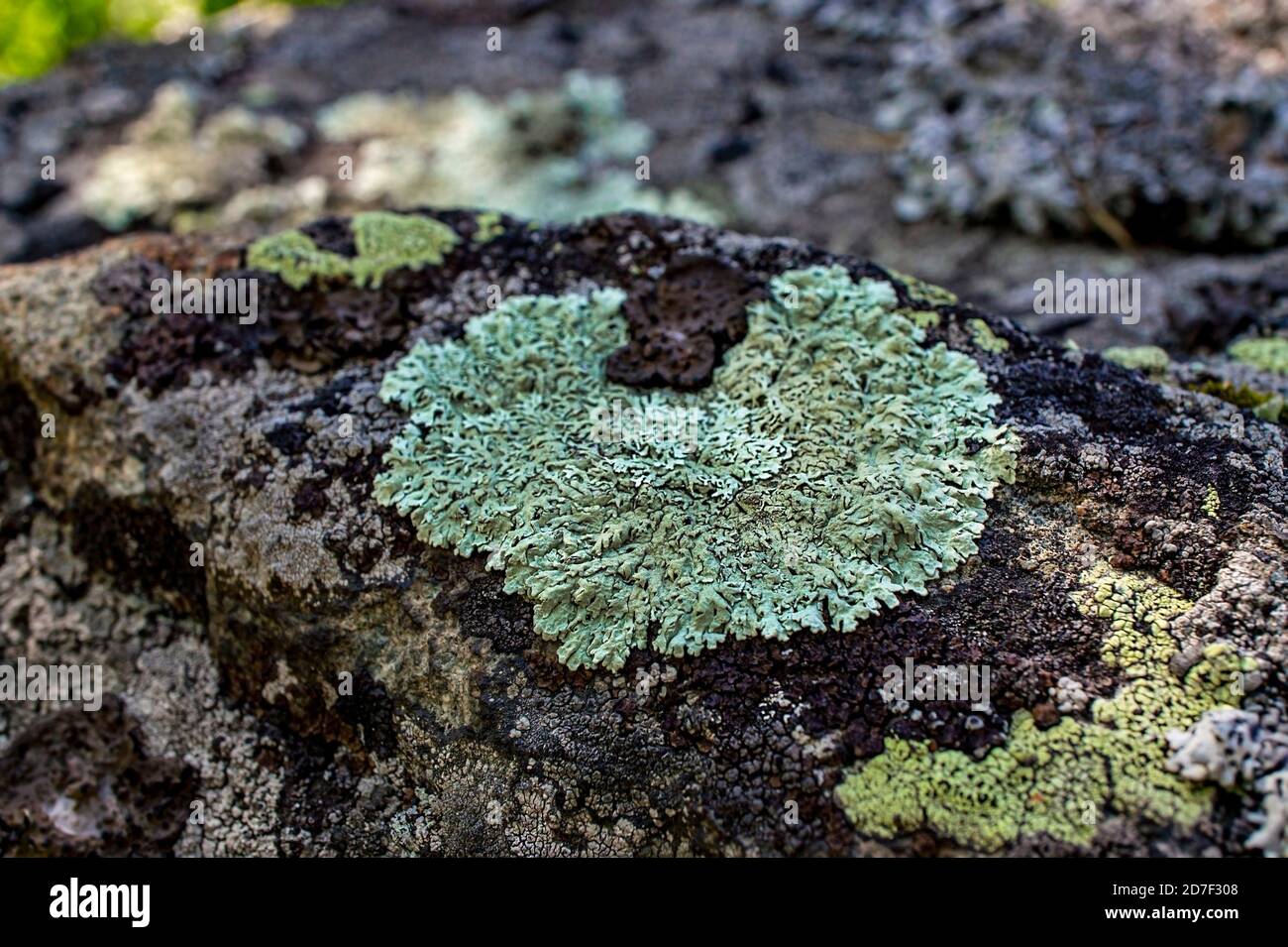 Green textured lichens in the shape of a heart close-up on a stone in the forest. Flavoparmelia caperata Stock Photo