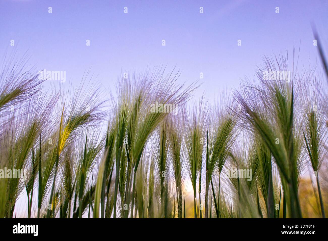 Background of fluffy spikes of green barley close-up. purple sky and barley grass. Selective focus. Hordeum jubatum, Foxtail barley Stock Photo