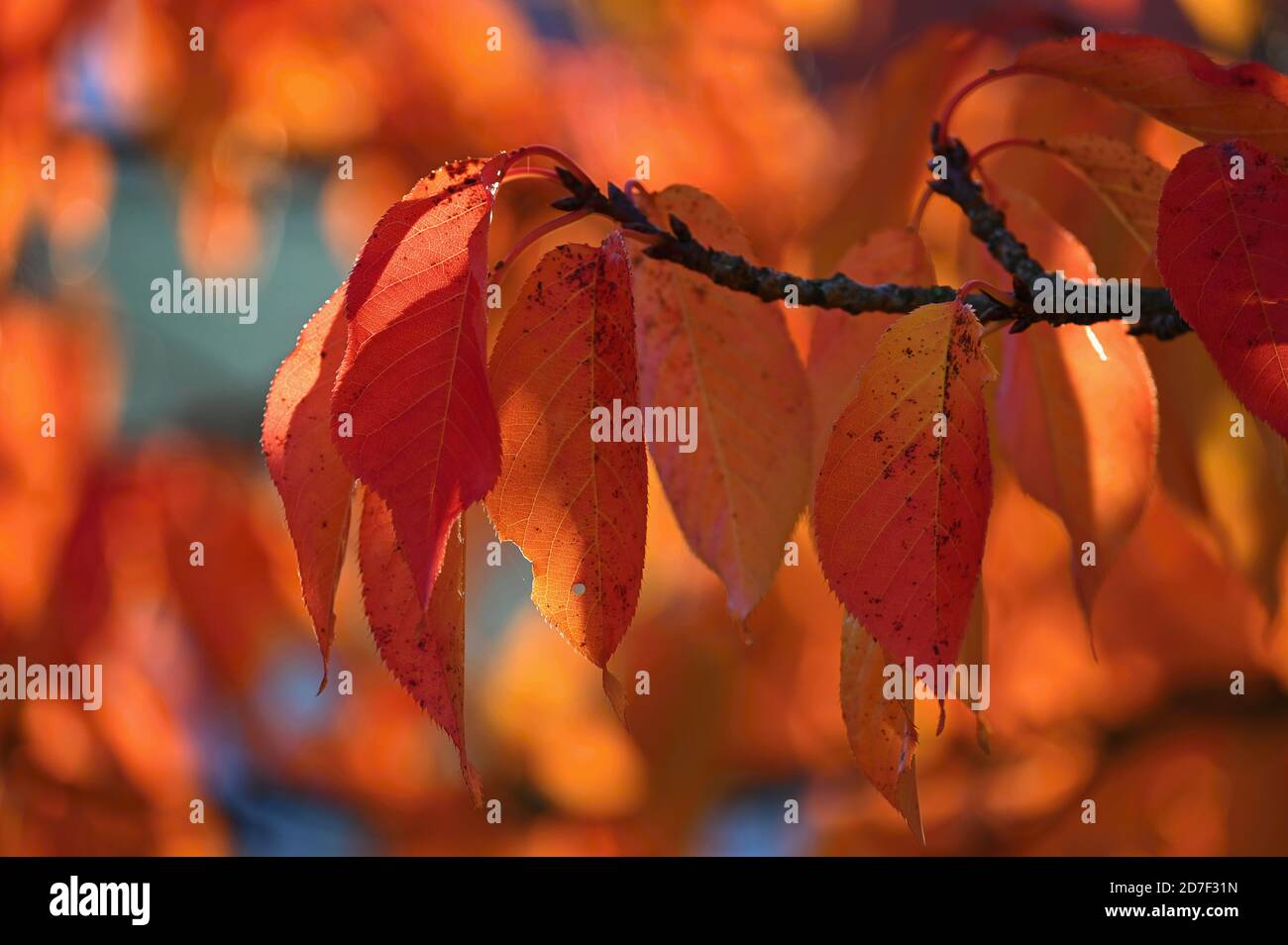 Autumn background. Beautiful colorful leaves of trees in nature. Autumn ...