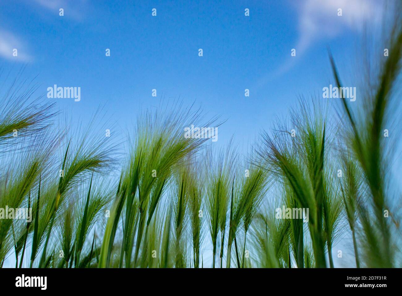 Background of fluffy spikes of green barley close-up. Blue sky and barley grass. Selective focus. Hordeum jubatum, Foxtail barley Stock Photo