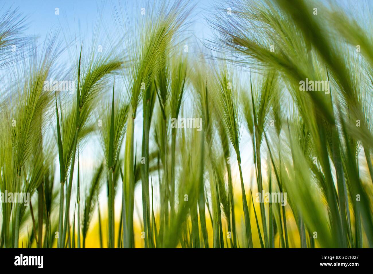 Background of fluffy spikes of green barley close-up. Blue sky and barley grass. Selective focus. Hordeum jubatum, Foxtail barley Stock Photo