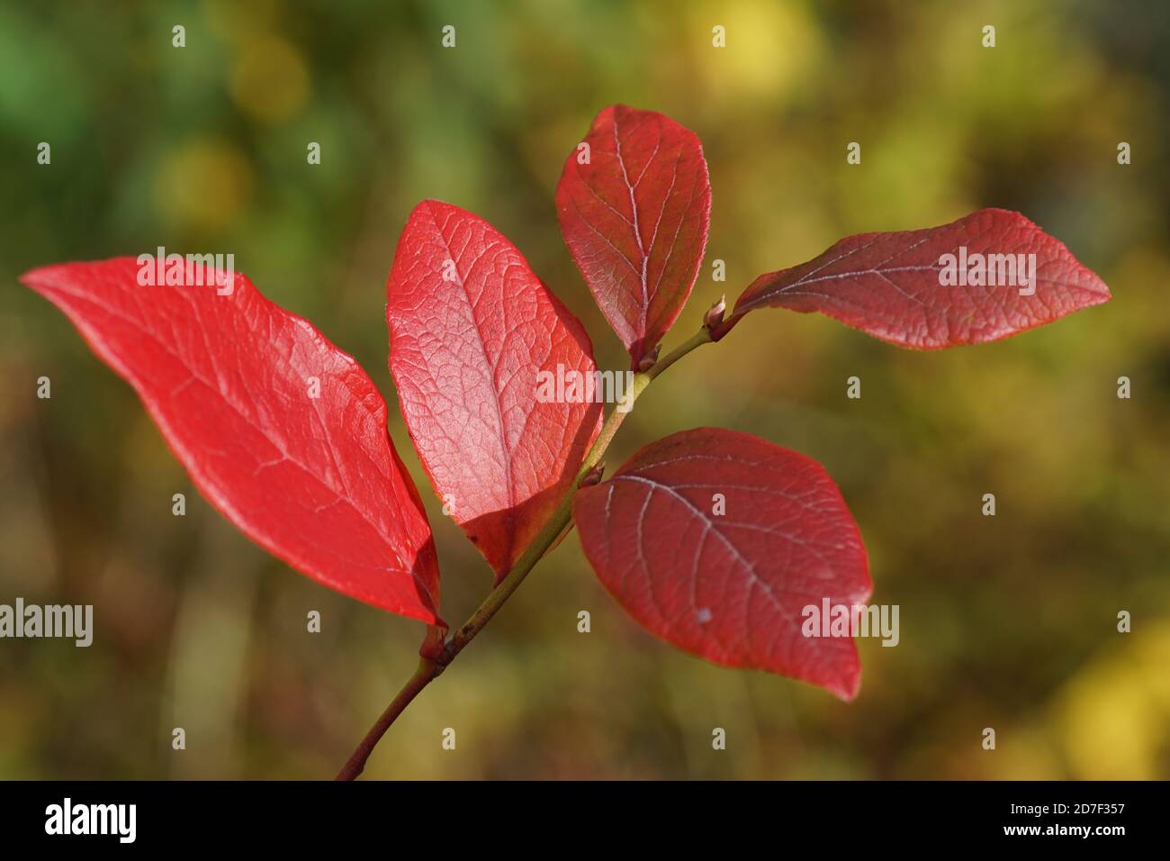 Red colored autumn leaves of the northern highbush blueberry (Vaccinium corymbosum). Family Ericaceae. In a Dutch garden, October. Stock Photo