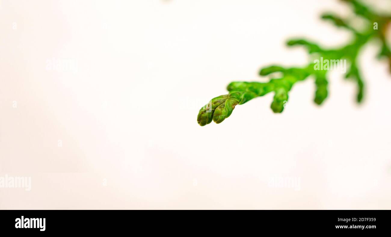 Close-up of a green sprig of thuja on a white background. Copy space. Abstract. Eco design, minimalistic concept Stock Photo