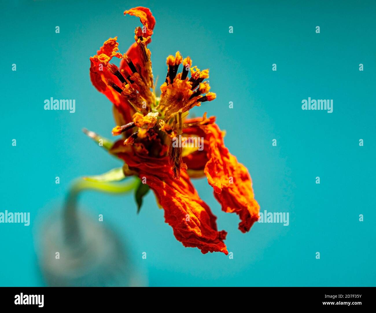 Beautiful dry flower bouquet on black background.Real unique still life  composition. Floral card design with dark vintage effect Stock Photo - Alamy