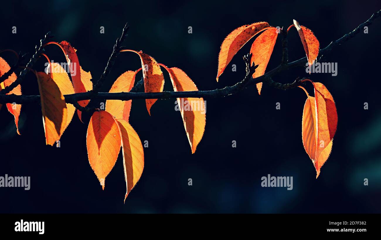 Autumn background. Beautiful colorful leaves of trees in nature. Autumn ...