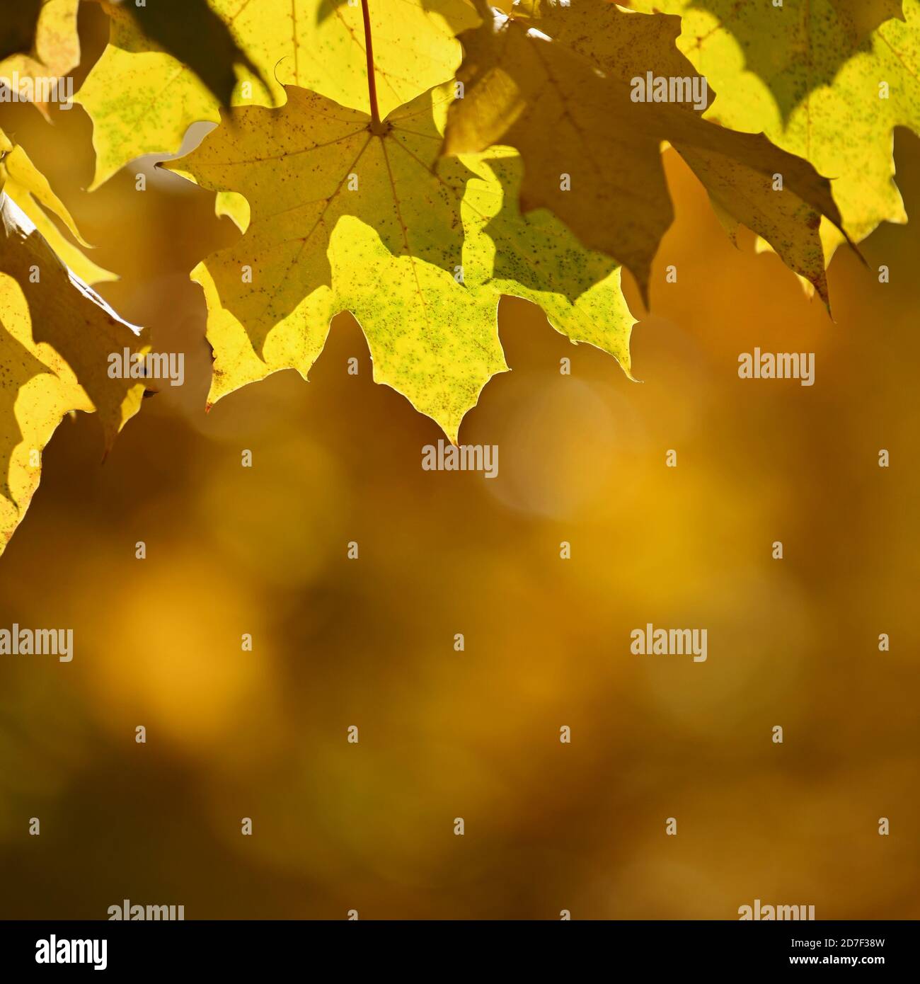 Autumn background. Beautiful colorful leaves of trees in nature. Autumn ...