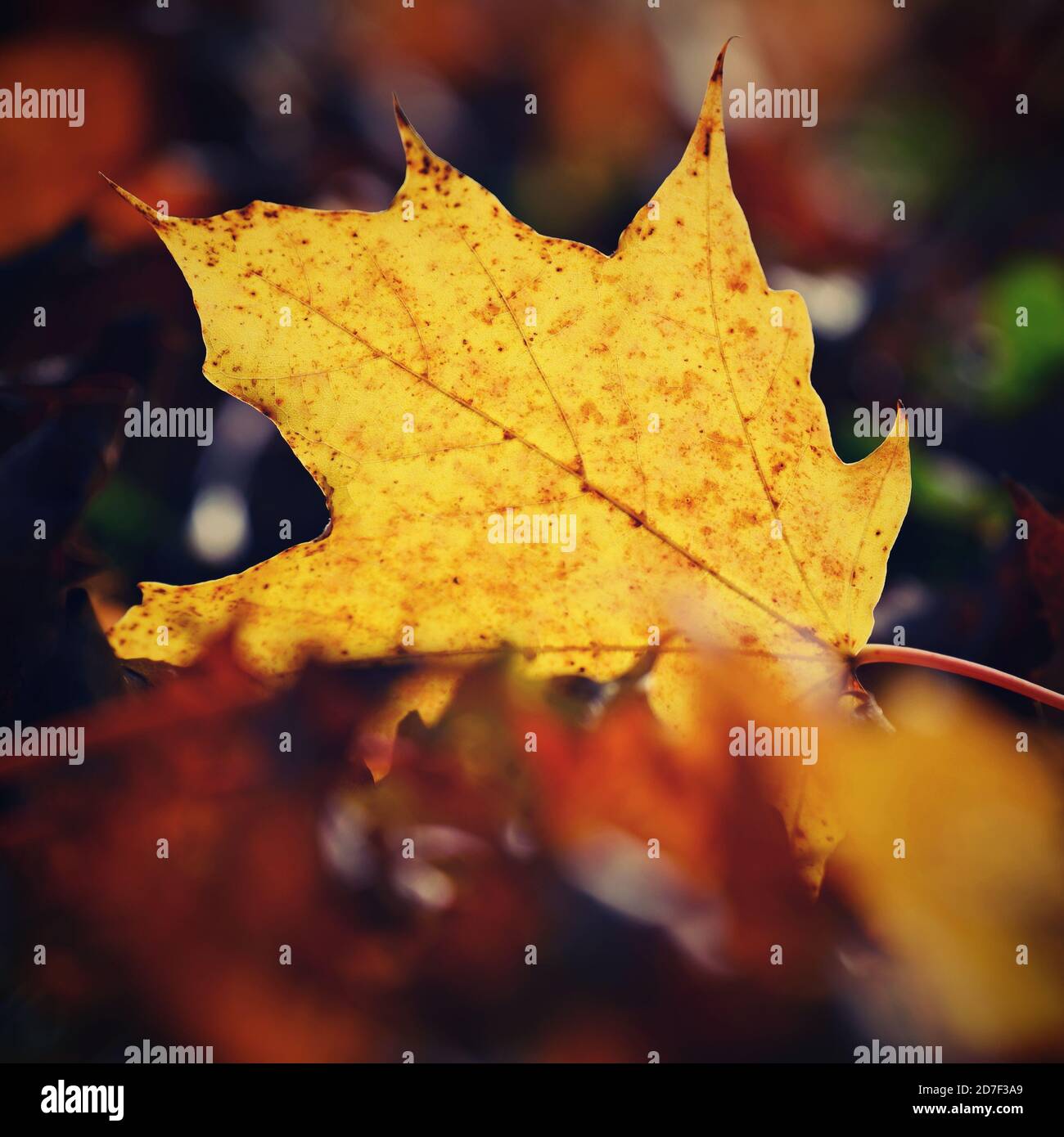 Autumn background. Beautiful colorful leaves of trees in nature. Autumn ...