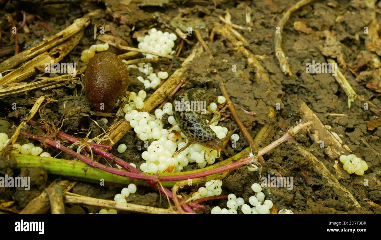 Spanish slug eggs nest hatchery egglaying laying white pest Arion vulgaris and Limax maximus