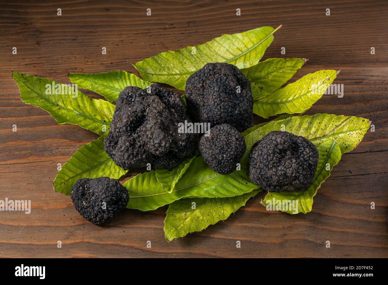 Black truffle with still traces of earth on chestnut leaves and on a brown plank. Abruzzo, Italy, Europe Stock Photo