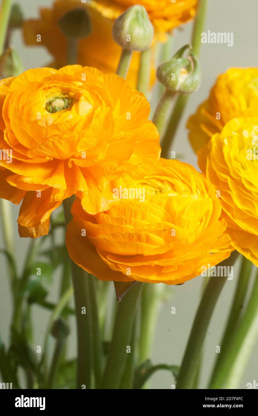 Ranunculus flower over green background, closeup shot Stock Photo