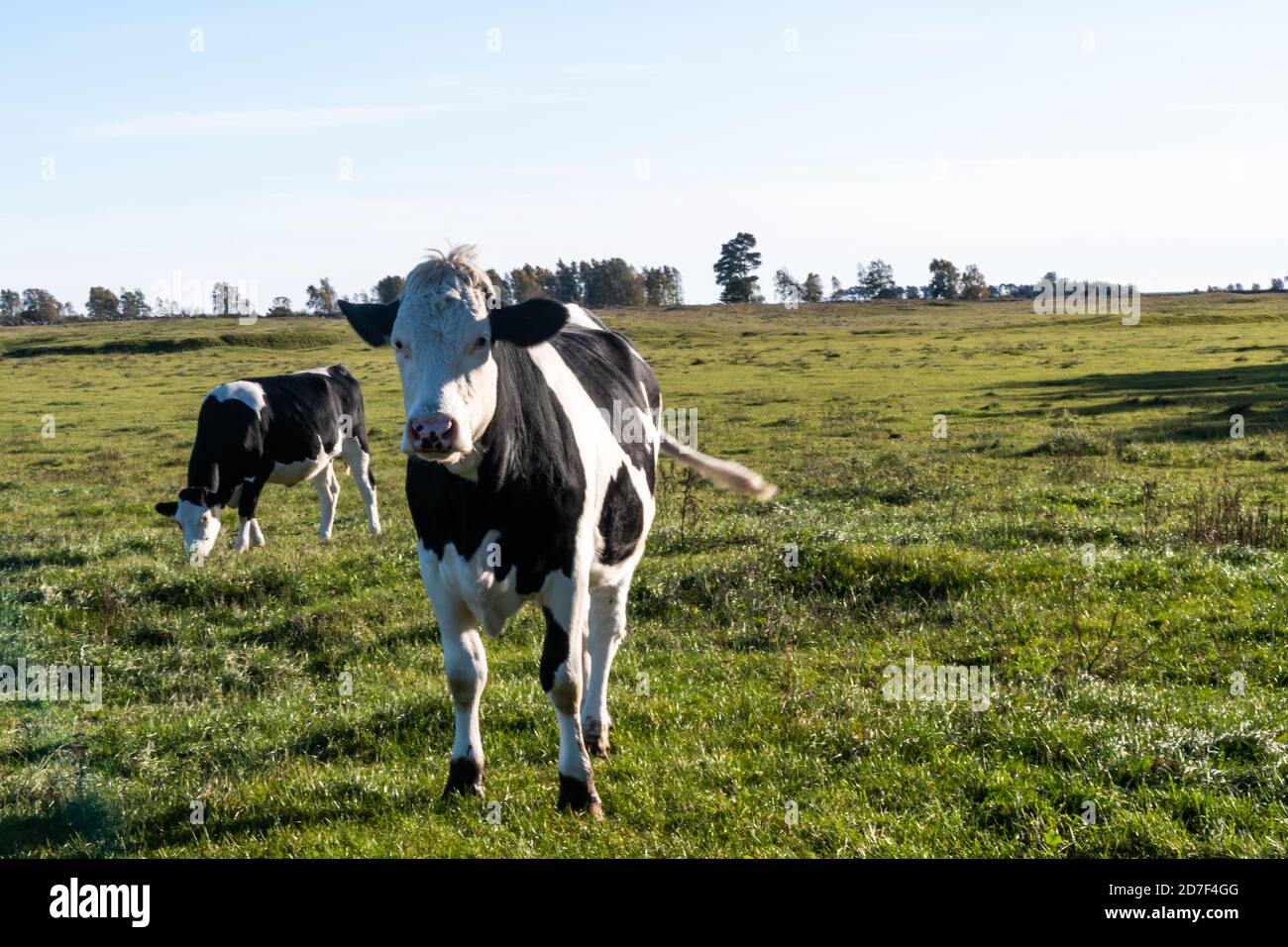 Black and white cattle in a green landscape on the swedish island Oland Stock Photo