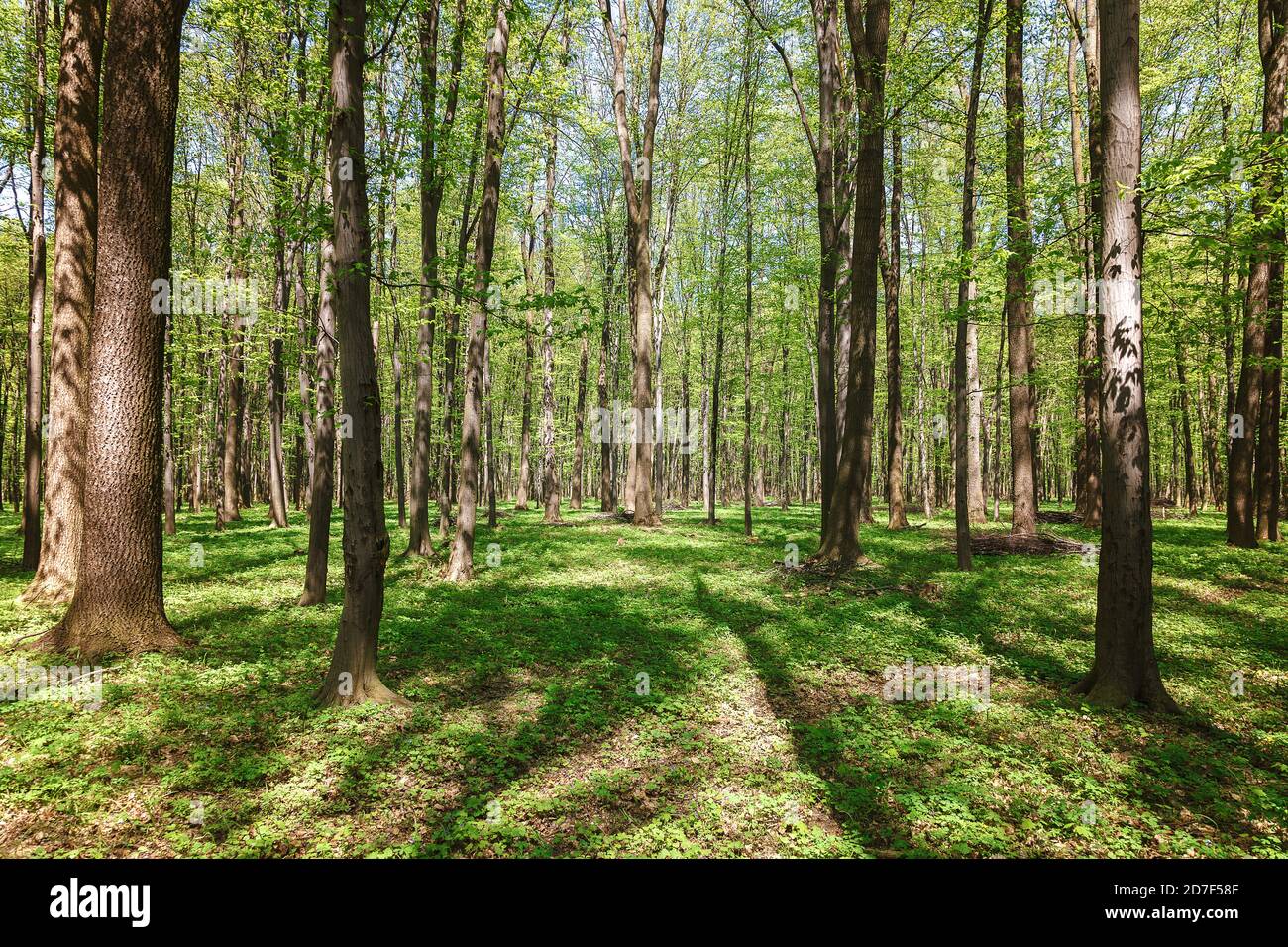 Spring green forest in hi res stock photography and images Alamy Spring green forest in hi res stock photography and images Alamy