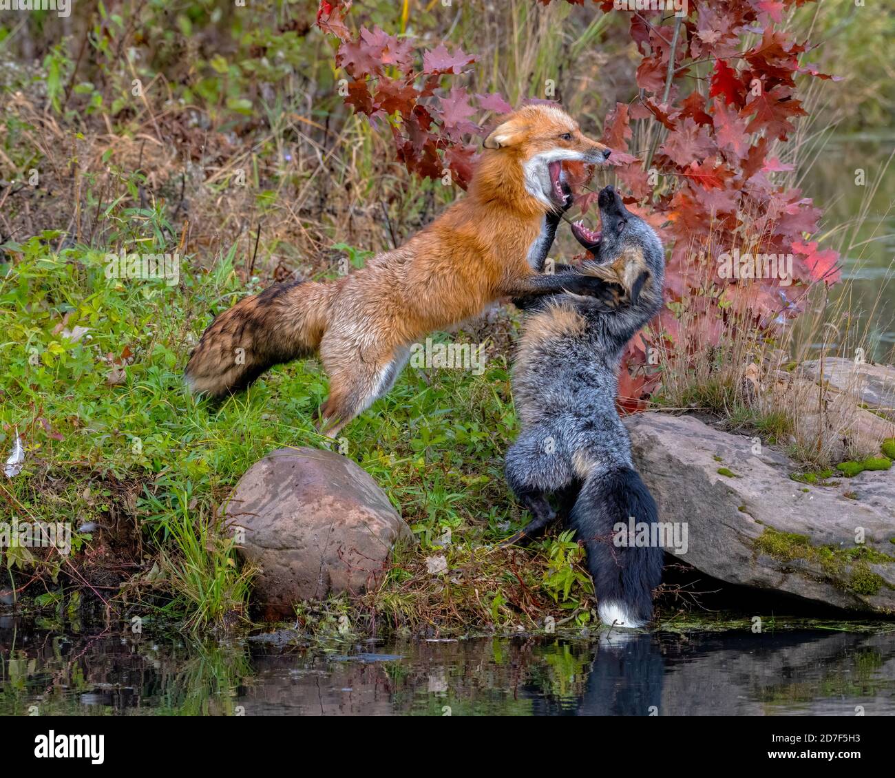 Red Fox and Cross Fox Fighting near Shoreline Stock Photo